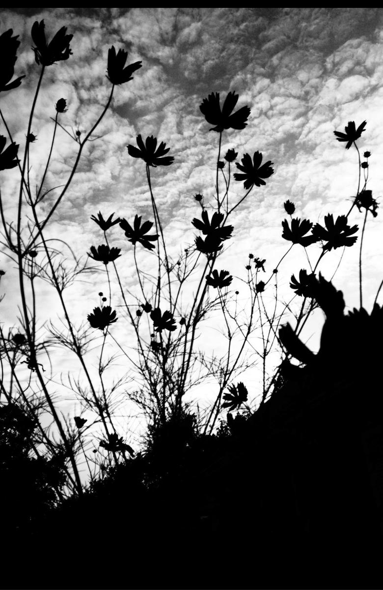 Cosmos Reaching for the Cosmos