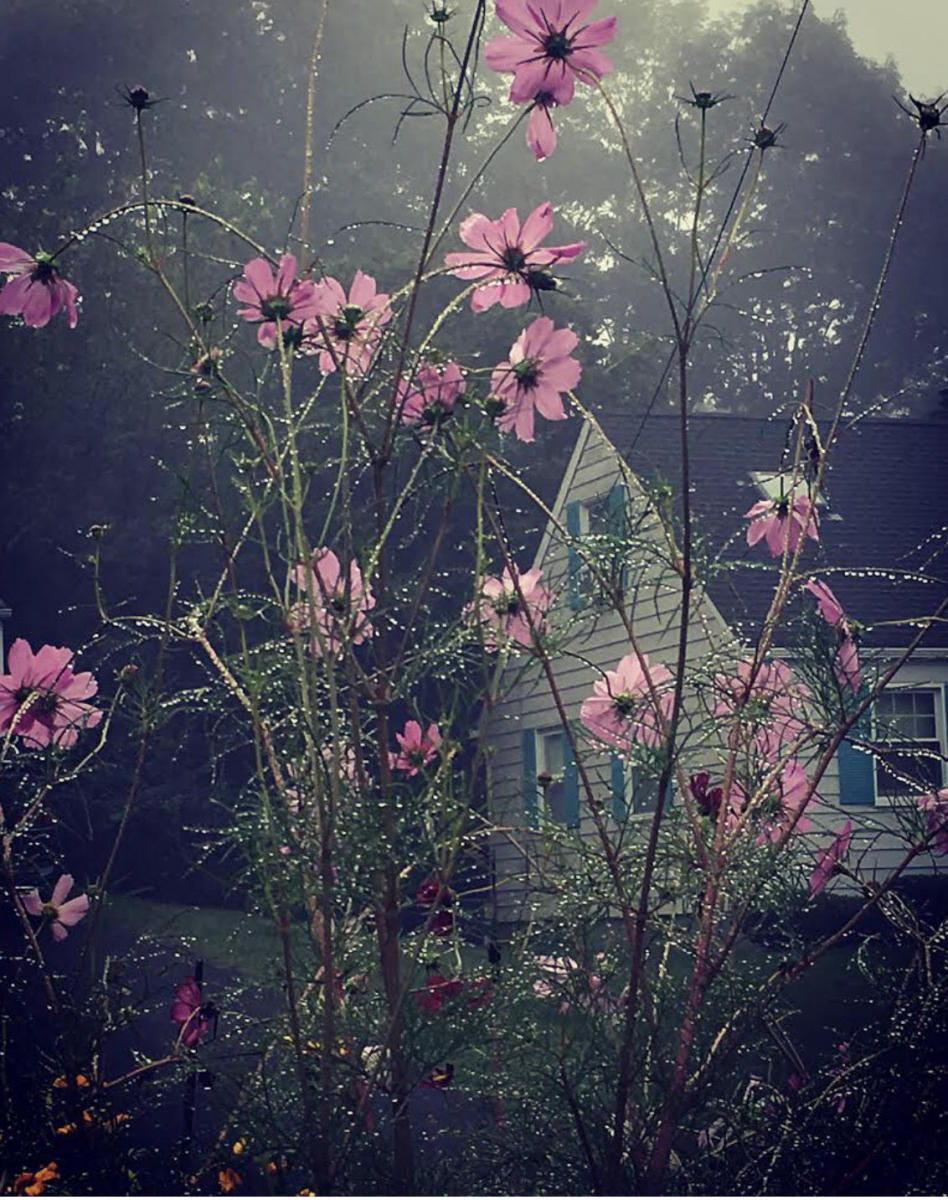 Cosmos, With Rain