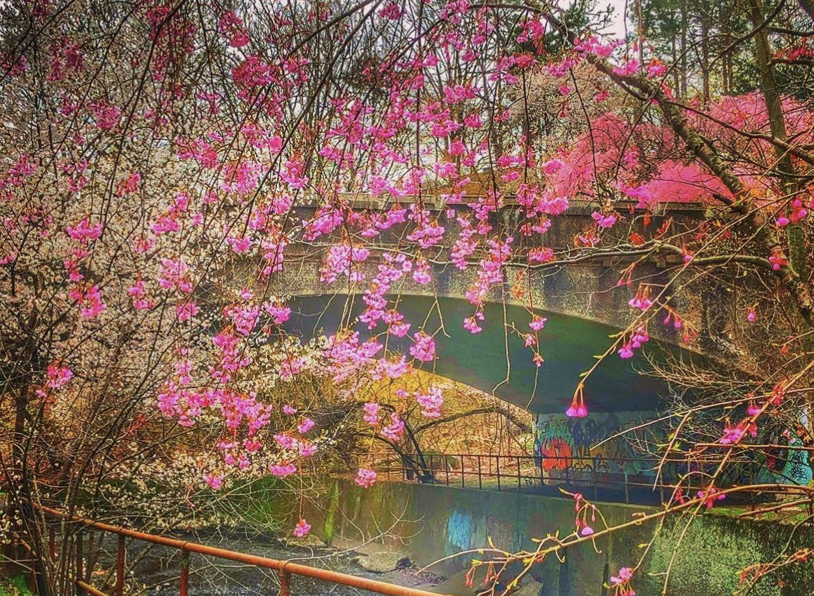 Cherry Blossm Festival