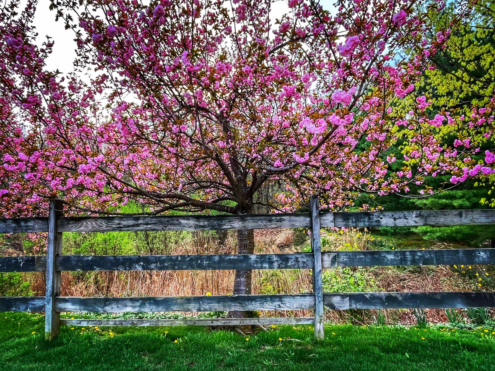 Cherry Blossoms and Fence