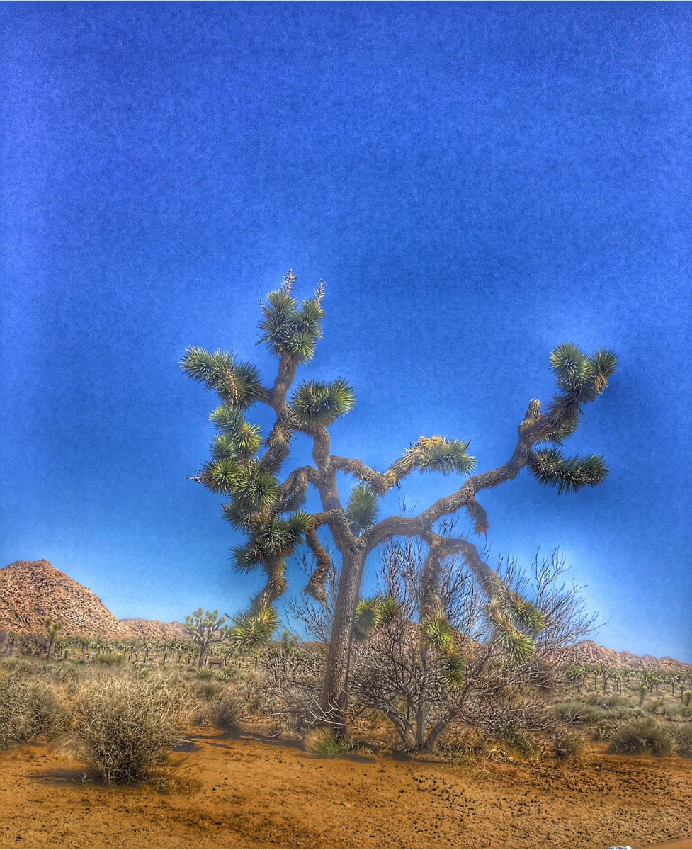 Joshua Tree