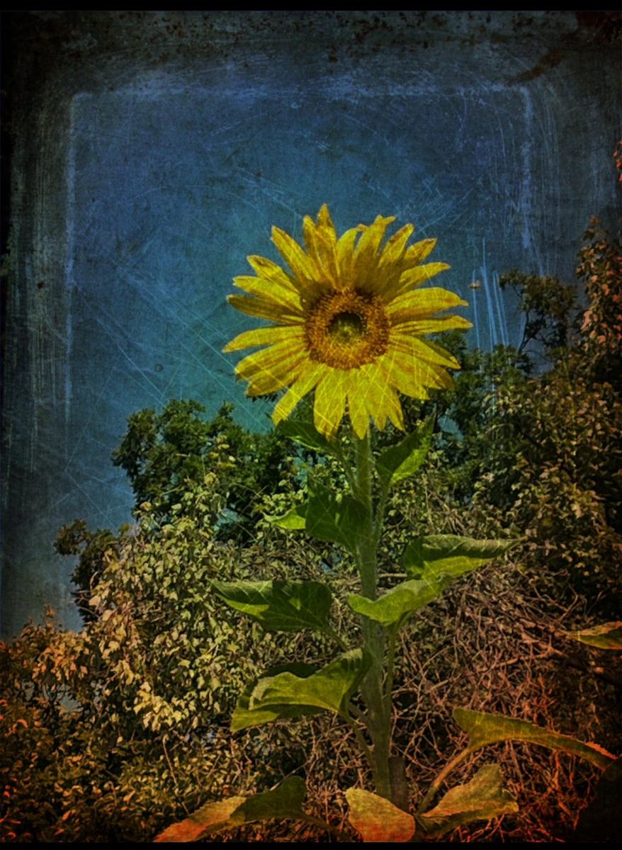 Sunflower, Take 2