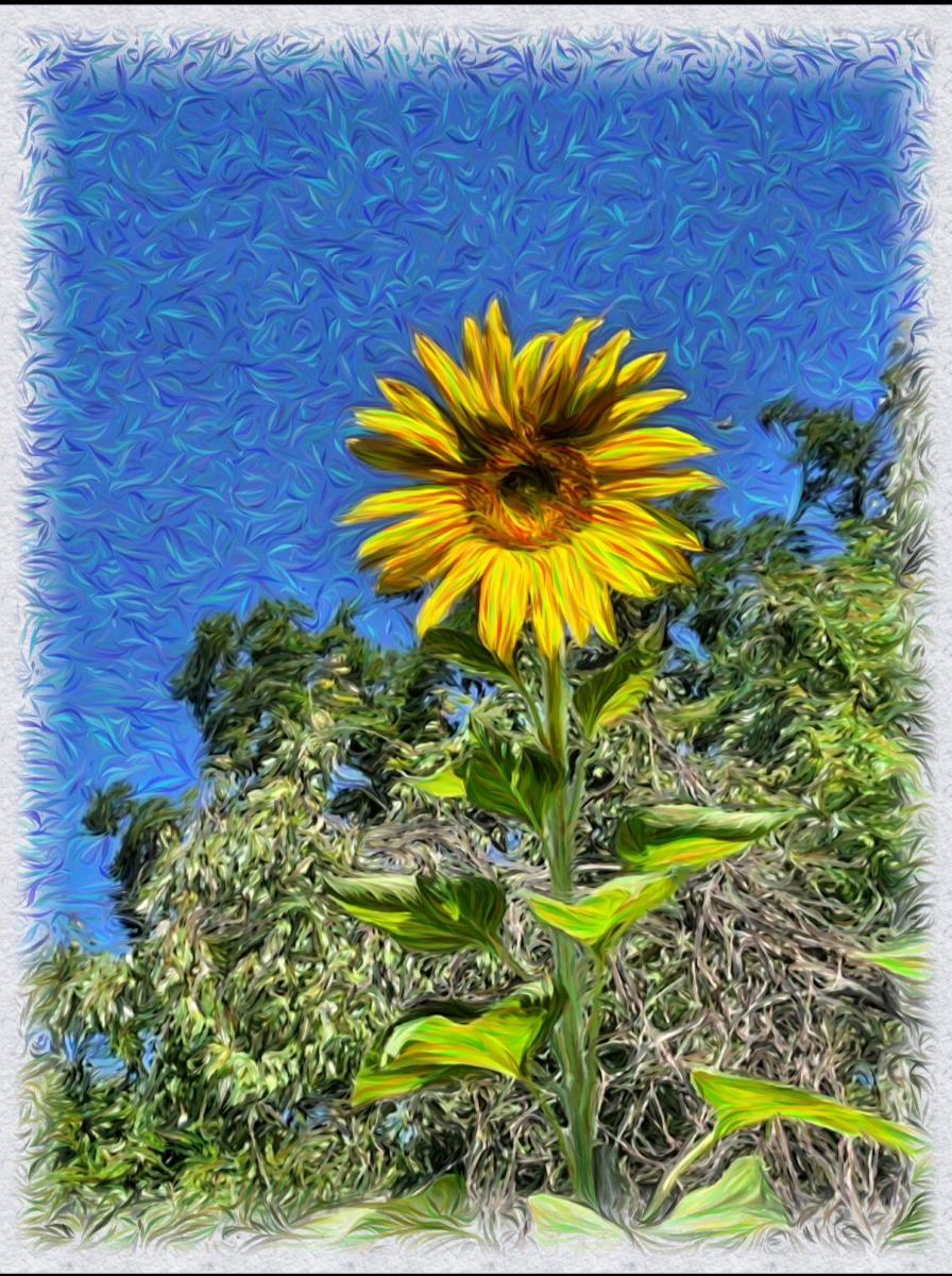 Sunflower, Take 3